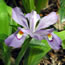 Iris cristata eco blue 